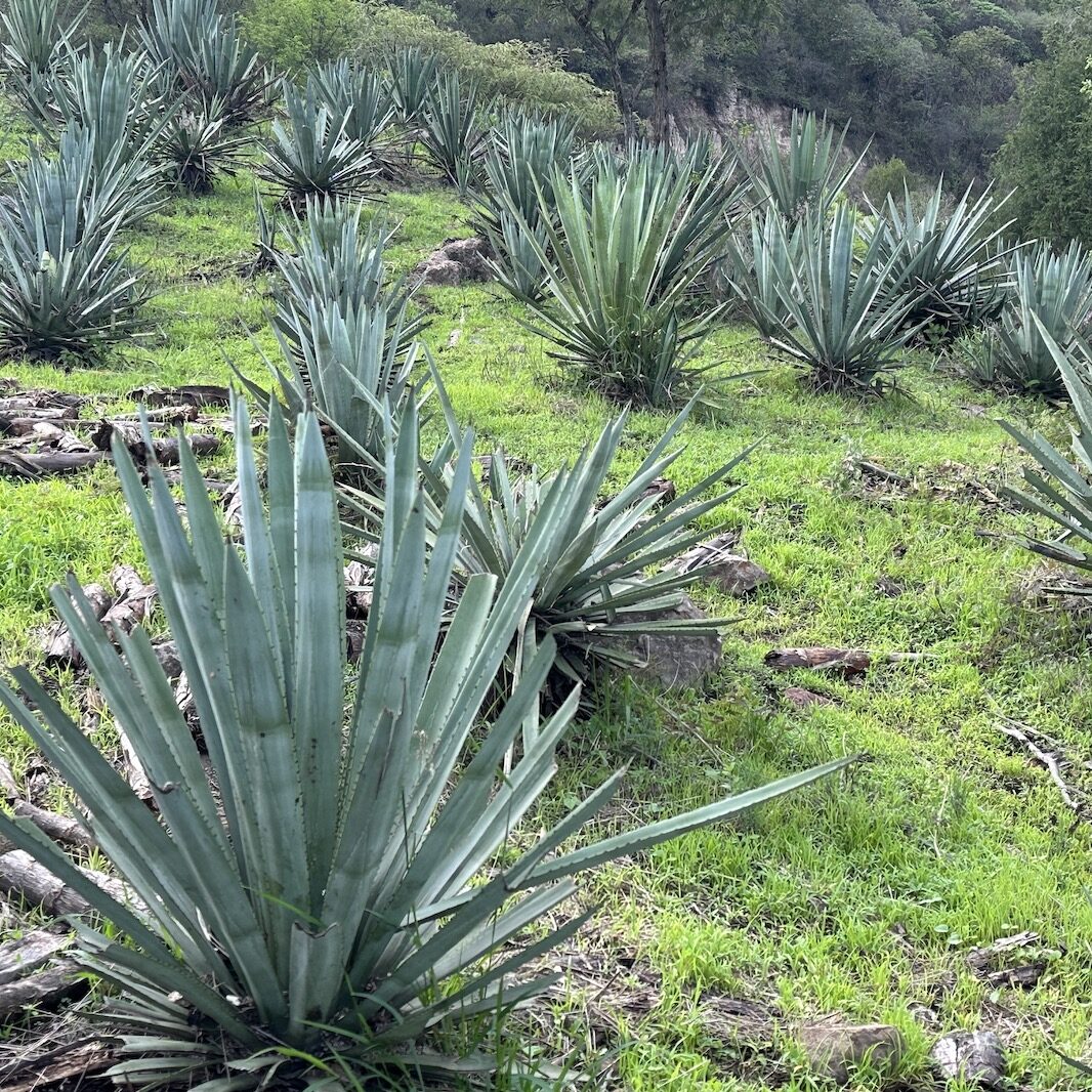 mexican landscape