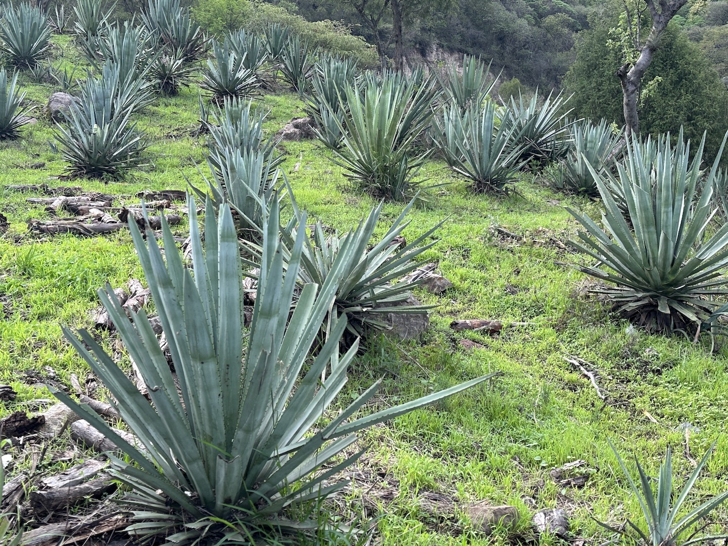 mexican landscape