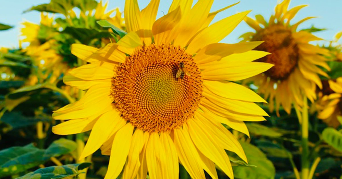 WHAT IS WELLNESS AND HOW DOES IT RELATE TO EI?